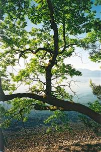 Branch with green leaves over lake