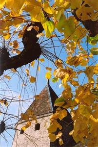 Tower roof thru yellow leaves, blue sky, Rolle
