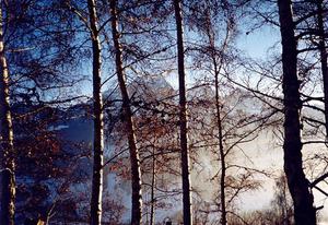 Videmanette thru line of trees