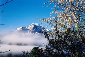 Apple tree in bloom, blue sky and Videmanette with snow