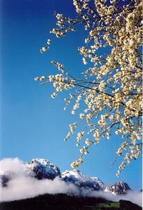 Videmanette with mist cloud, apple blossoms