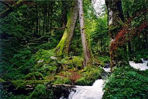 Stream thru green mossy forest