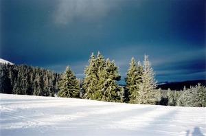 Pine trees behind snow covered hill, dark blue sky