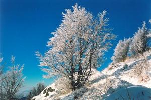 Snow covered shrubs and path against deep blue sky