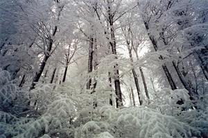 Dark pine trunks and snow covered branches