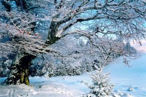 Snow covered trees and field