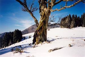 Bare tree in snow hill and deep blue sky