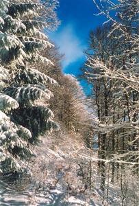 Different type of trees covered in snow, blue sky