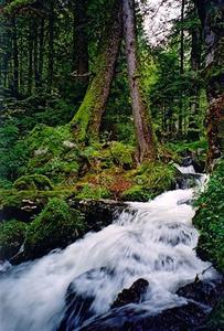 Stream inside dark green mossy forest