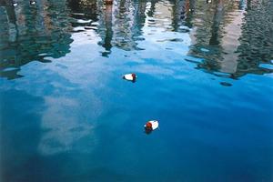 Two ducks on bluewater, reflections of buildings