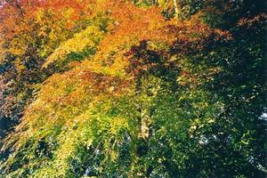 Colorful copper beech tree leaves, BP