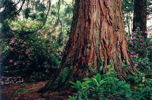 Bottom of Giant Red Wood in the grove with pink rhododendrons