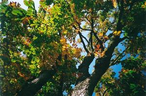 Horse chestnut tree with leaves just starting to turn