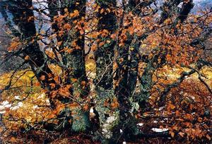 Lichen covered trees with orange leaves
