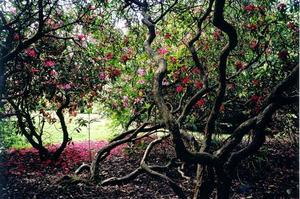 Rhododendron trees in bloom at the Grove entrance
