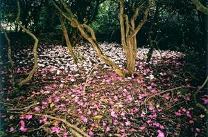 Fallen pink rhododendron flowers on the grove ground