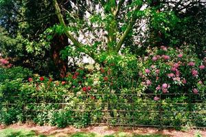 Rhodos in bloom and trees behind grove fence