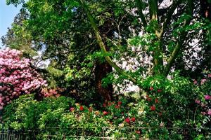 Rhodos in bloom and trees behind grove fence