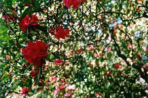 Close up of red rhodos