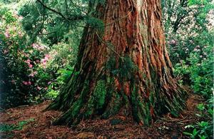 Bottom of Giant red wood in the grove with pink rhododendrons