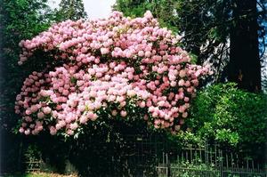 Mass of pink rhodo blossoms over grove fence