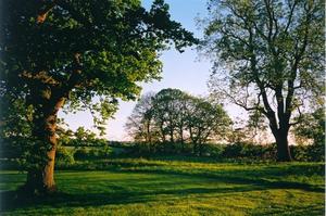 Yellow light on trees and field behind Center