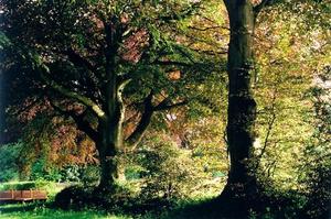 Two Copper Beeches by Center road