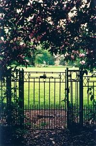 Rhodo tree and Grove fence behind light