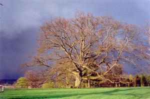 Sunlit oaktree against dark thunder sky, green grass