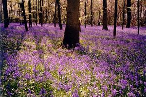 Bluebells covering wood grounds, oak trunk