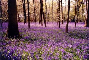 Forest floor covered in bluebells