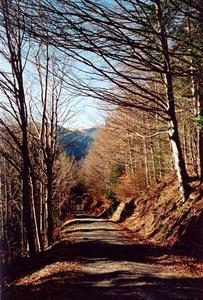 Path surrounded by straight trees and shadow