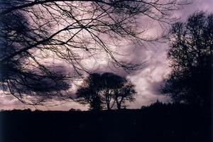 Bare darkened trees and branches against menacing clouds