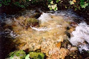 Stream and moss covered rocks