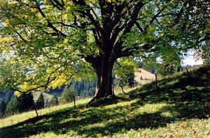 Tree with green leaves