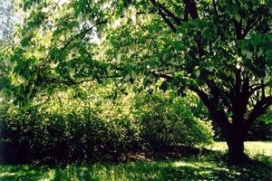 Handkerchief tree, green pic BP