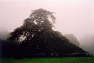 Cedar tree in the mist towards grove BP