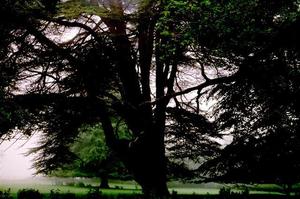 Cedar tree trunk, towards grove BP