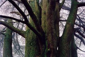 Thick green trunks of cedar, close up, in winter BP