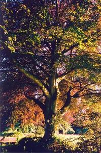 Bright light on copperbeech tree near BPCenter