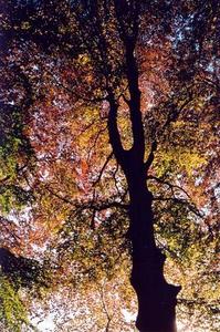 Red copperbeech tree from beloow