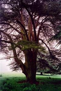 Cedar tree near grove on a misty day