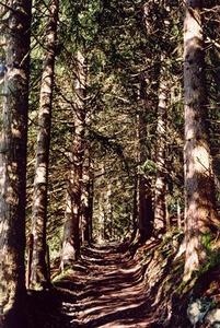 Path in a dense pine forest