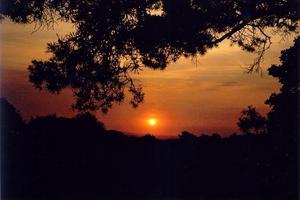 Orange sunset with pine tree branches