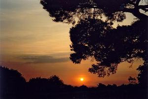 Orange sunset beyond field and pine tree
