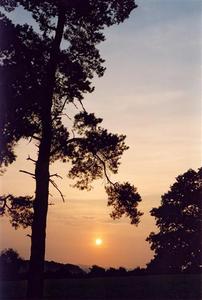 Soft orange sunset beyond pine tree BP