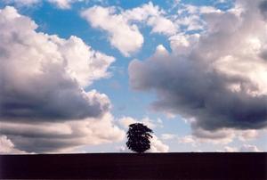 Single tree in field with two big clouds on each side