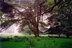 Cedar tree near grove on a misty day