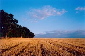 Straw field to horizon with forest on the left, blue sky