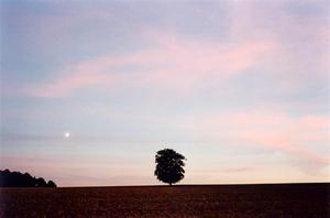 Single tree in field, moon